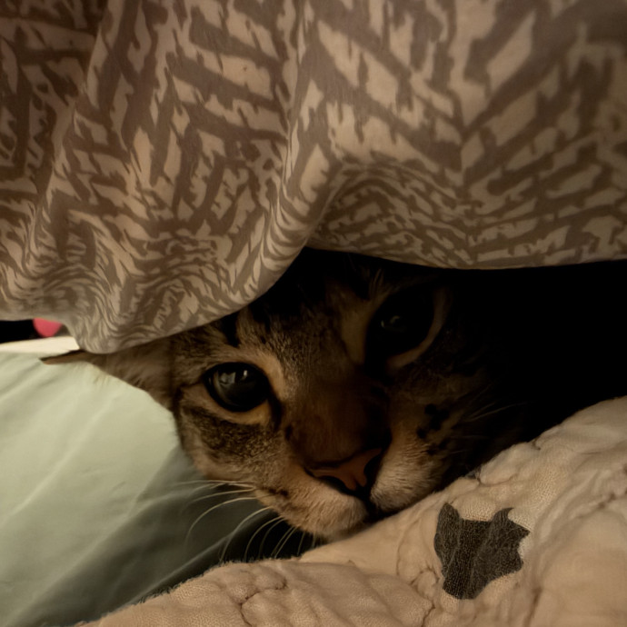Purrs And Play While You're Away photo 3