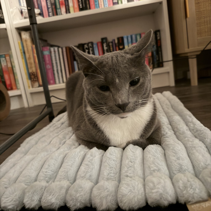 Purrs And Play While You're Away photo 2
