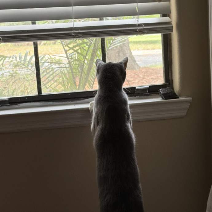 Purrs And Play While You're Away photo 2