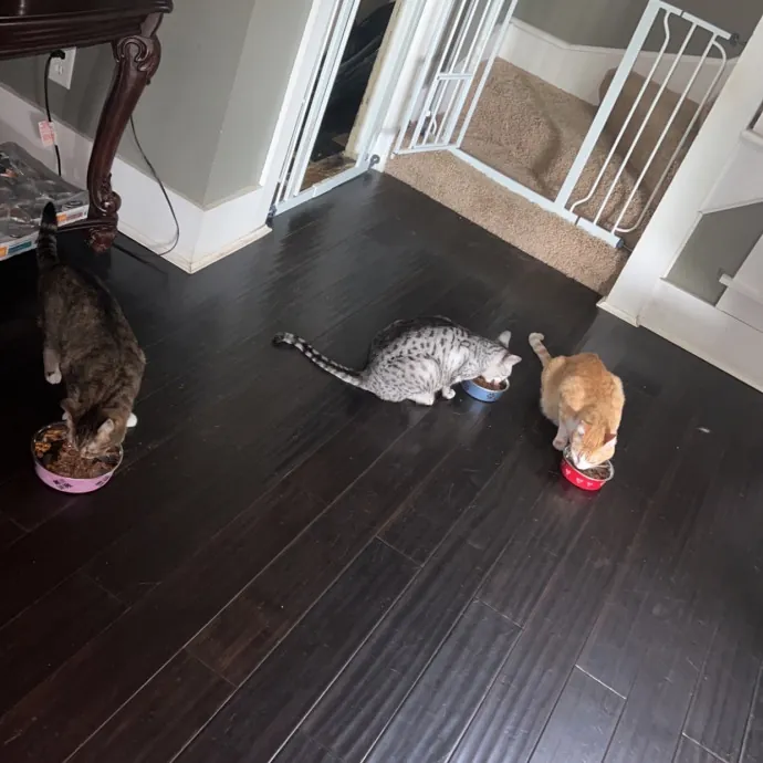 Myas Professional Cat Sitting