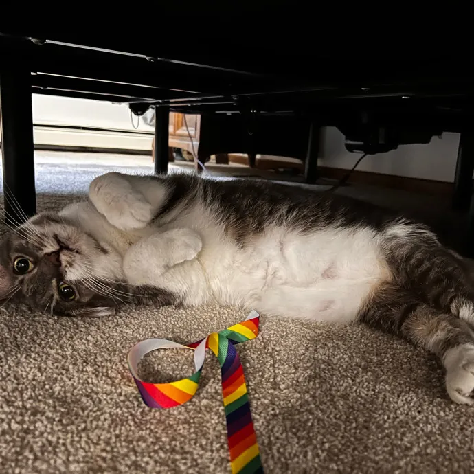 Myas Professional Cat Sitting