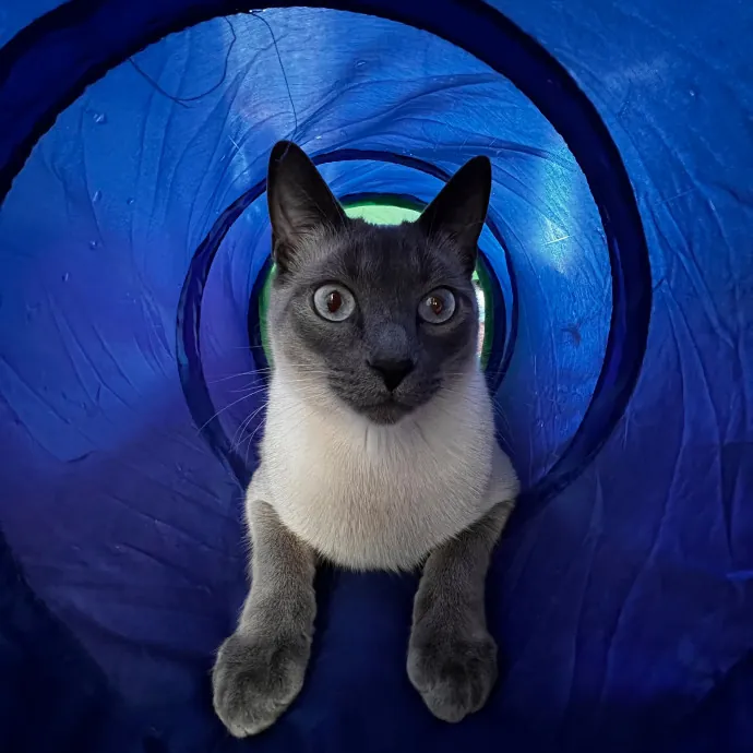 Myas Professional Cat Sitting