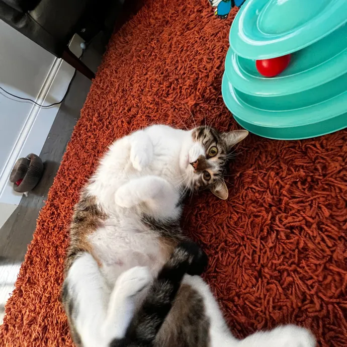 Myas Professional Cat Sitting