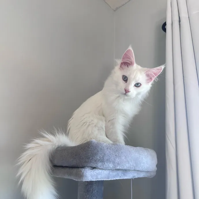 Myas Professional Cat Sitting