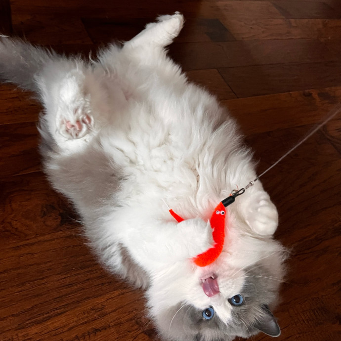 Myas Professional Cat Sitting