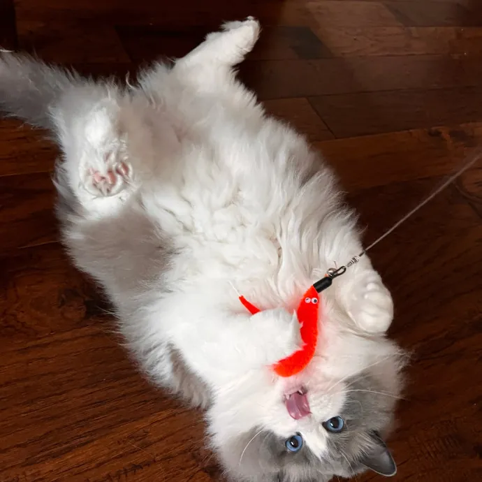 Myas Professional Cat Sitting