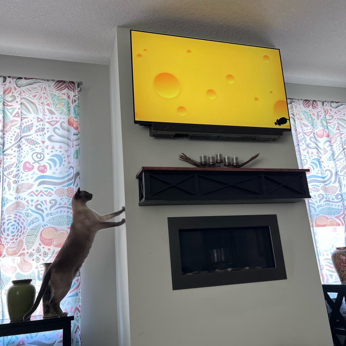 Myas Professional Cat Sitting