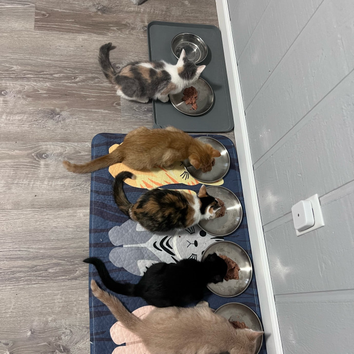 Myas Professional Cat Sitting photo 3