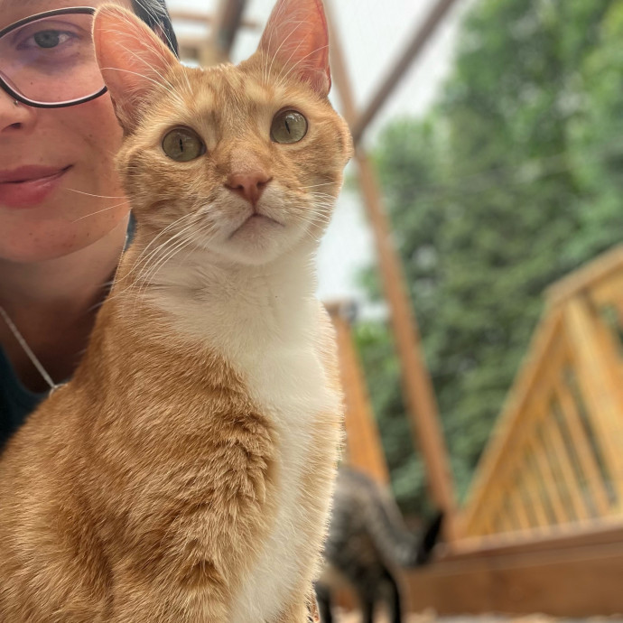 Myas Professional Cat Sitting photo 2
