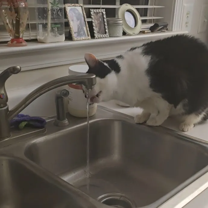 Expert Care From A Cat Whisperer