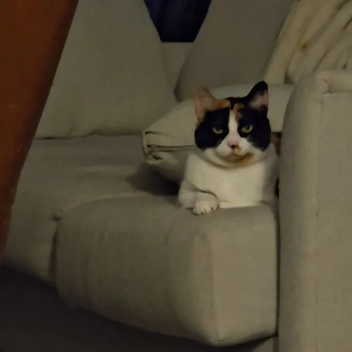 Expert Care From A Cat Whisperer