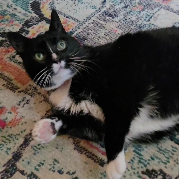 Expert Care From A Cat Whisperer