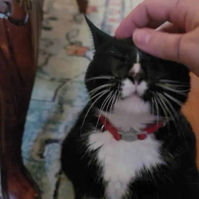 Expert Care From A Cat Whisperer