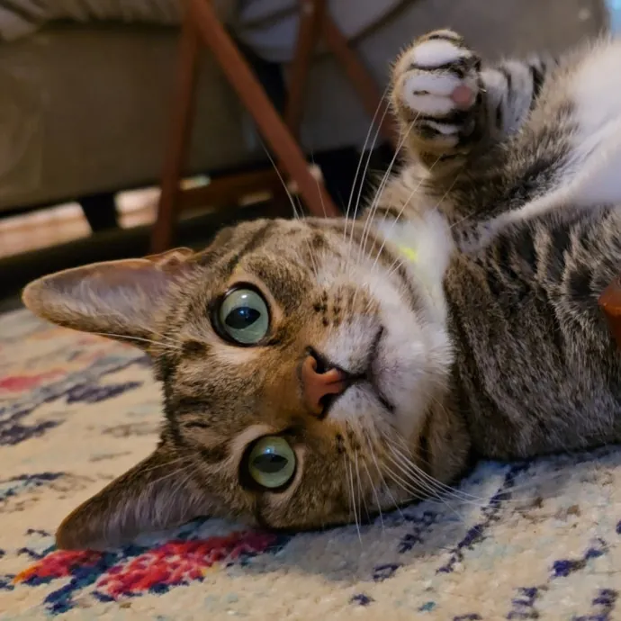 Expert Care From A Cat Whisperer