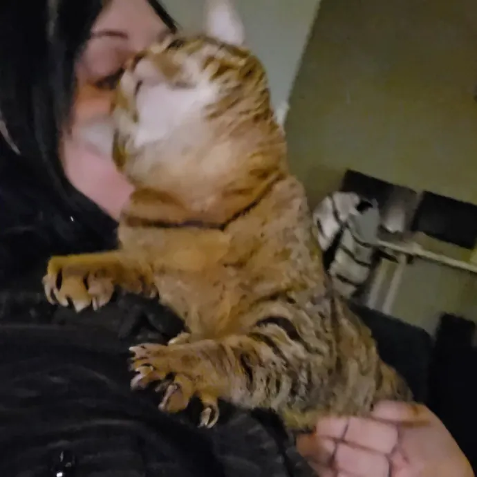 Expert Care From A Cat Whisperer