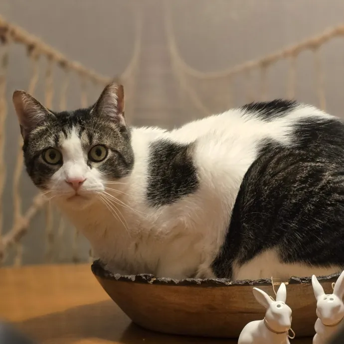 Expert Care From A Cat Whisperer