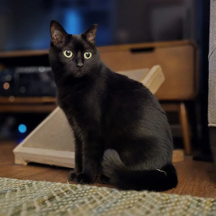 Expert Care From A Cat Whisperer