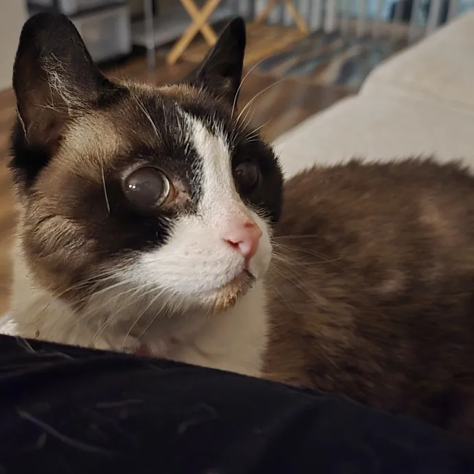 Expert Care From A Cat Whisperer