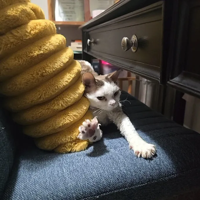 Expert Care From A Cat Whisperer