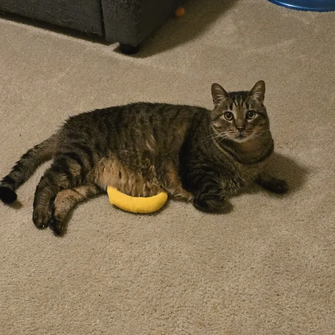 Expert Care From A Cat Whisperer