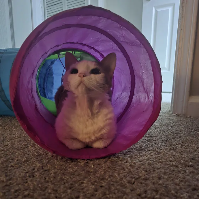 Expert Care From A Cat Whisperer