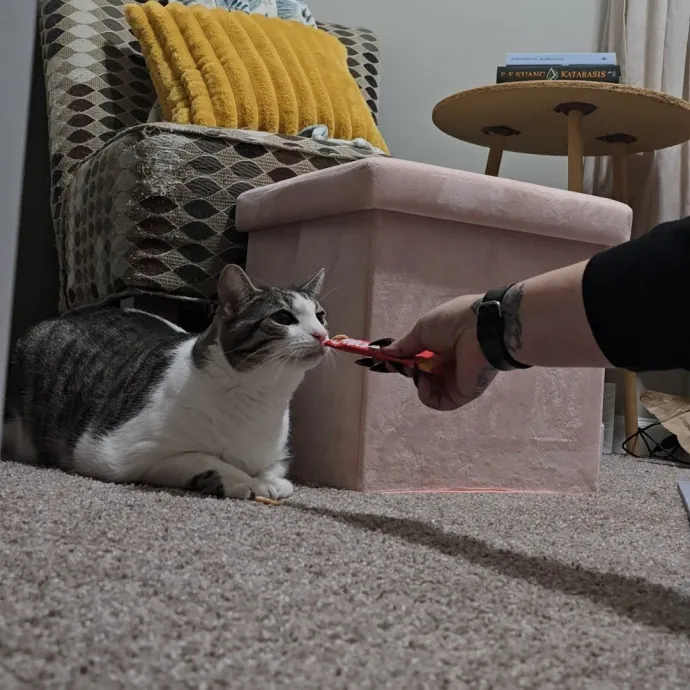 Expert Care From A Cat Whisperer