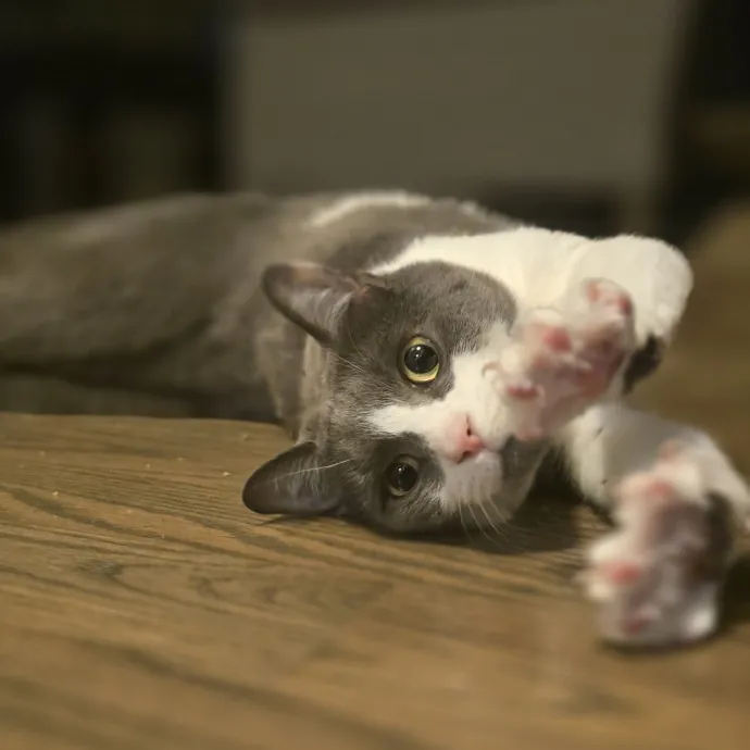 Sammi C.