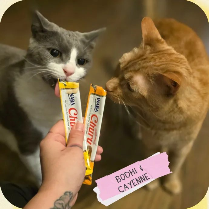 The Vet Tech Anxious Cats Trust
