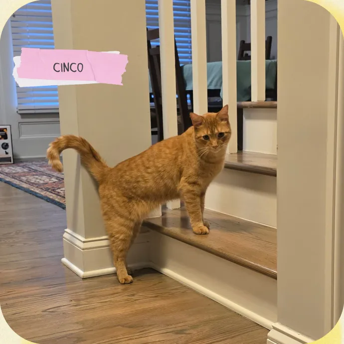 The Vet Tech Anxious Cats Trust