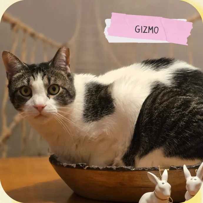 The Vet Tech Anxious Cats Trust