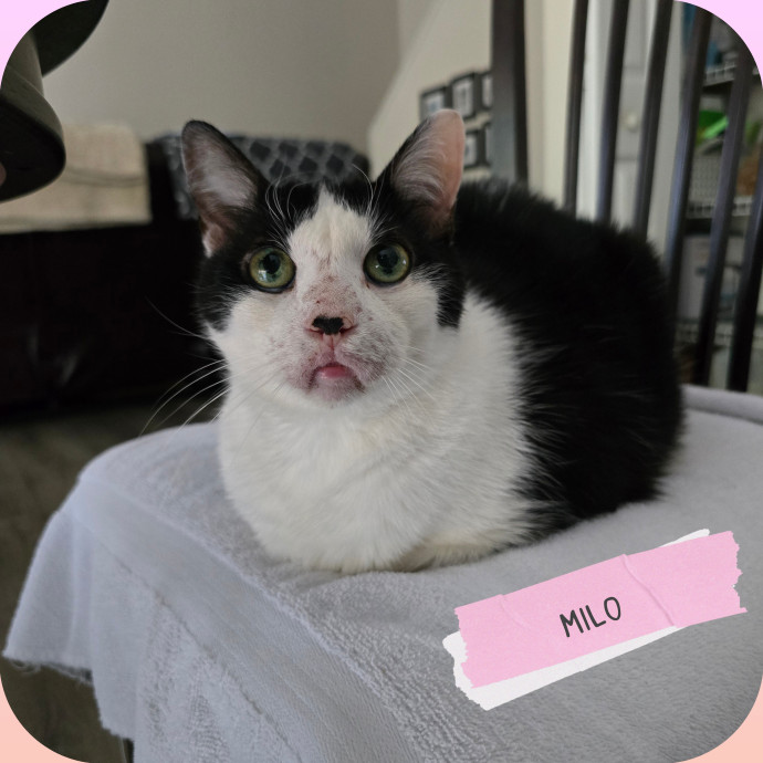 The Vet Tech Anxious Cats Trust
