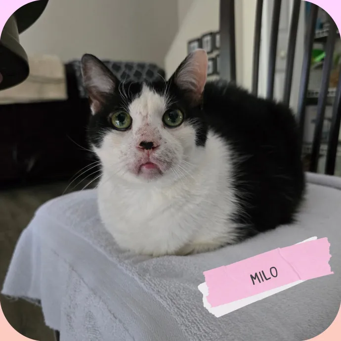 The Vet Tech Anxious Cats Trust