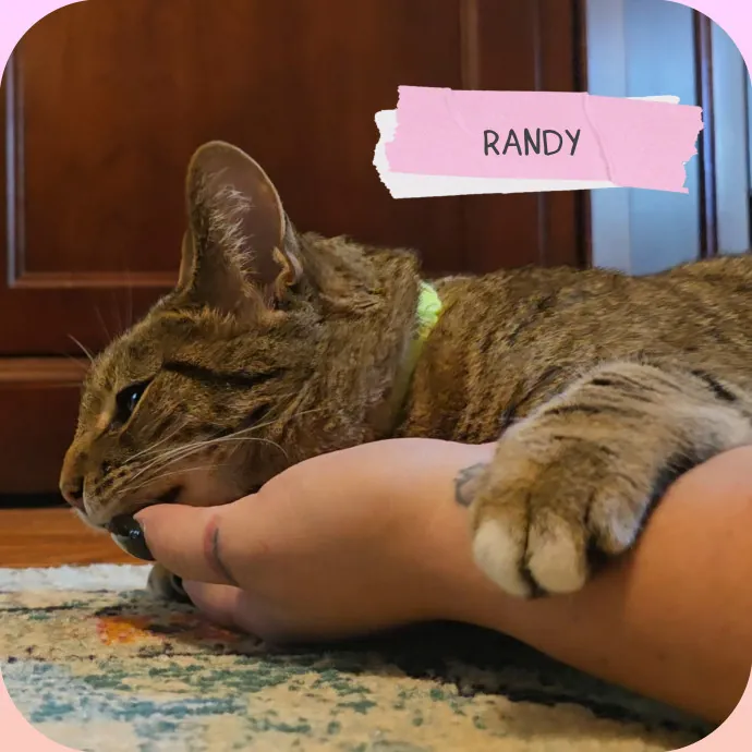 The Vet Tech Anxious Cats Trust