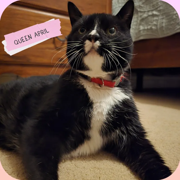 The Vet Tech Anxious Cats Trust