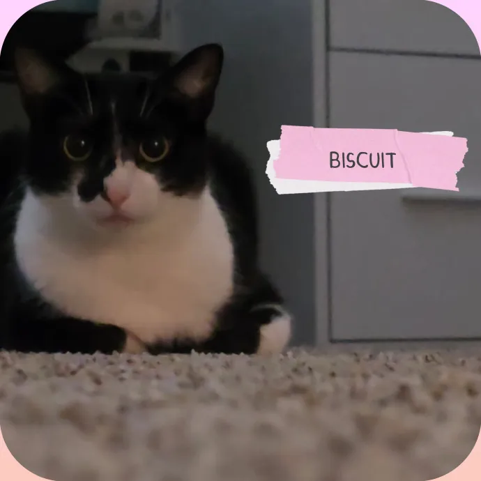The Vet Tech Anxious Cats Trust