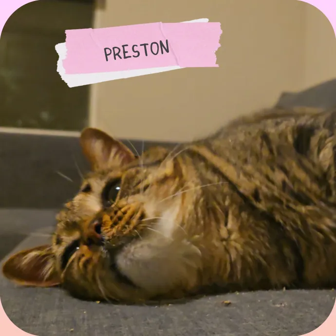 The Vet Tech Anxious Cats Trust