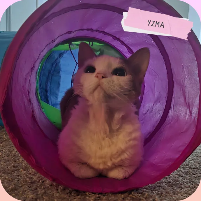The Vet Tech Anxious Cats Trust