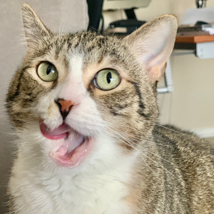 Sherman Oaks Cat Care