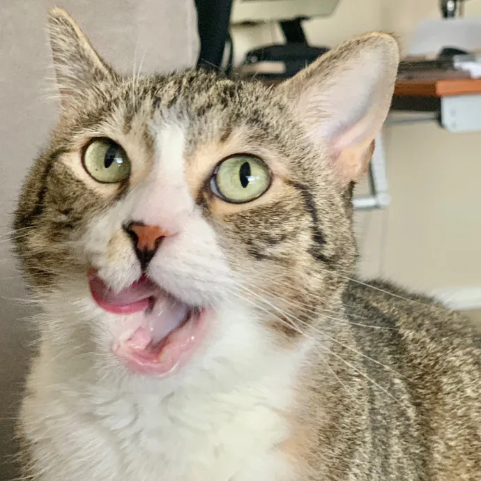 Sherman Oaks Cat Care