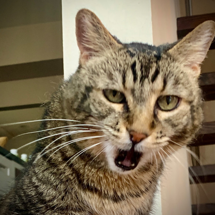 Sherman Oaks Cat Care