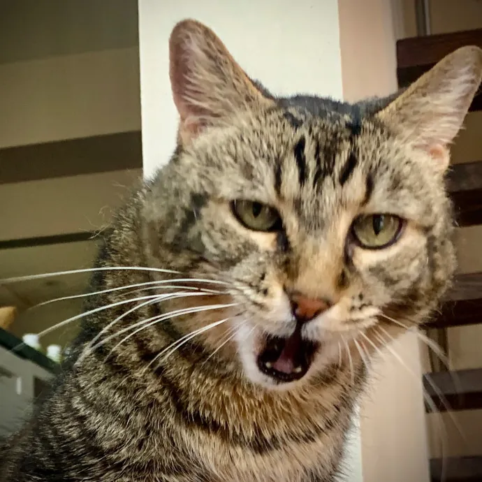 Sherman Oaks Cat Care
