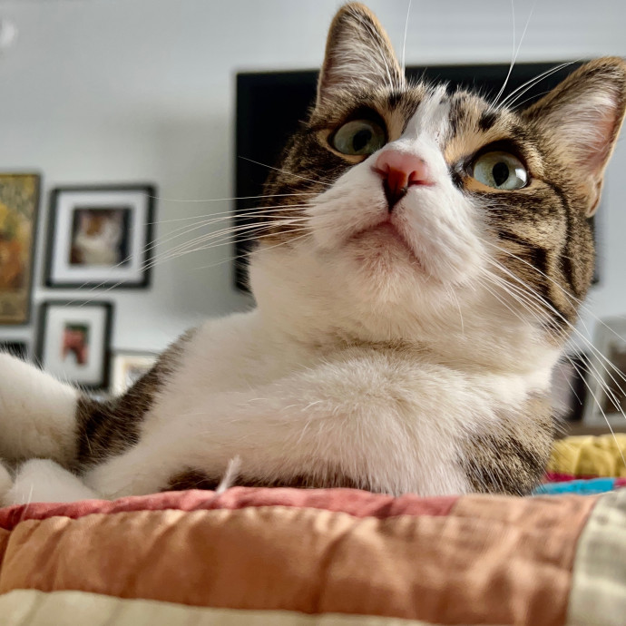 Sherman Oaks Cat Care