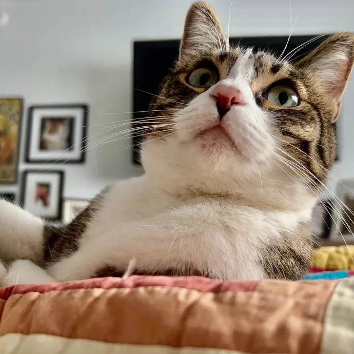 Sherman Oaks Cat Care
