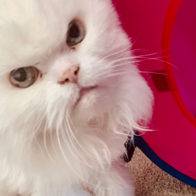 Sherman Oaks Cat Care