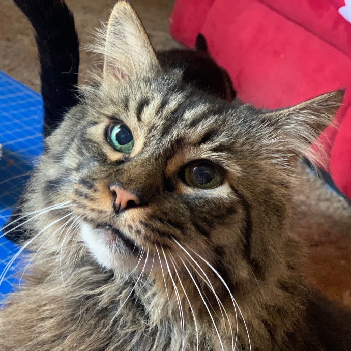 Sherman Oaks Cat Care