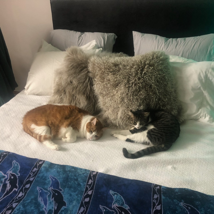 Sherman Oaks Cat Care