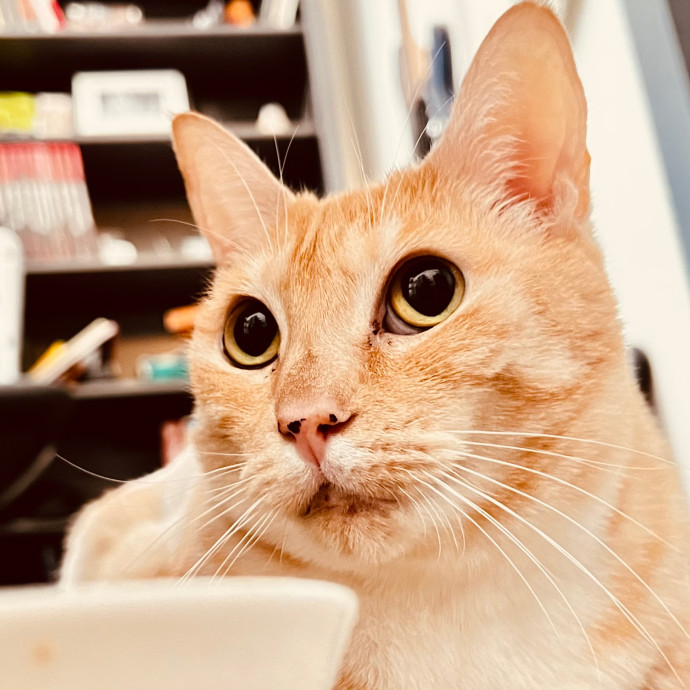 Sherman Oaks Cat Care