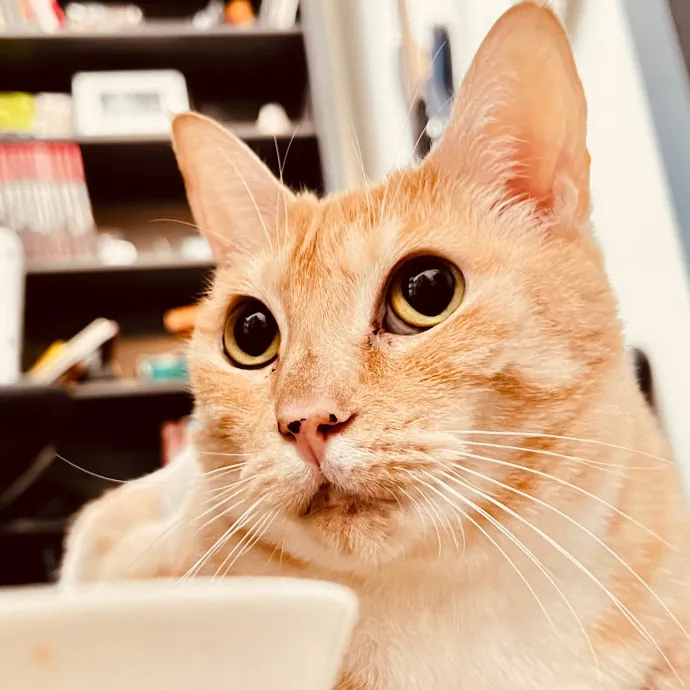 Sherman Oaks Cat Care