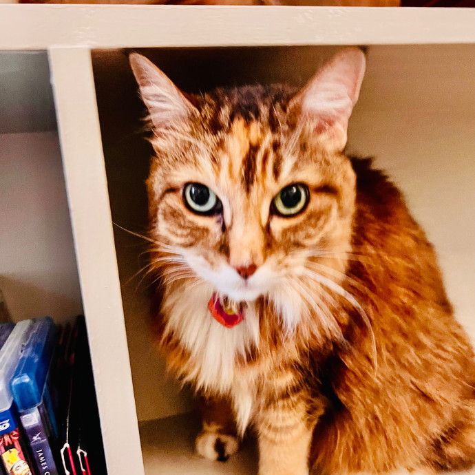 Sherman Oaks Cat Care