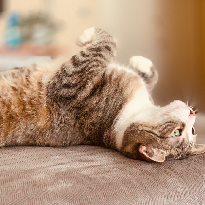 Sherman Oaks Cat Care